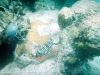 fh000019.jpg